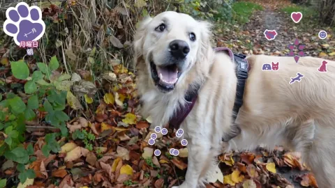 Live-Action Golden Retriever Simulation Game Announced for Steam